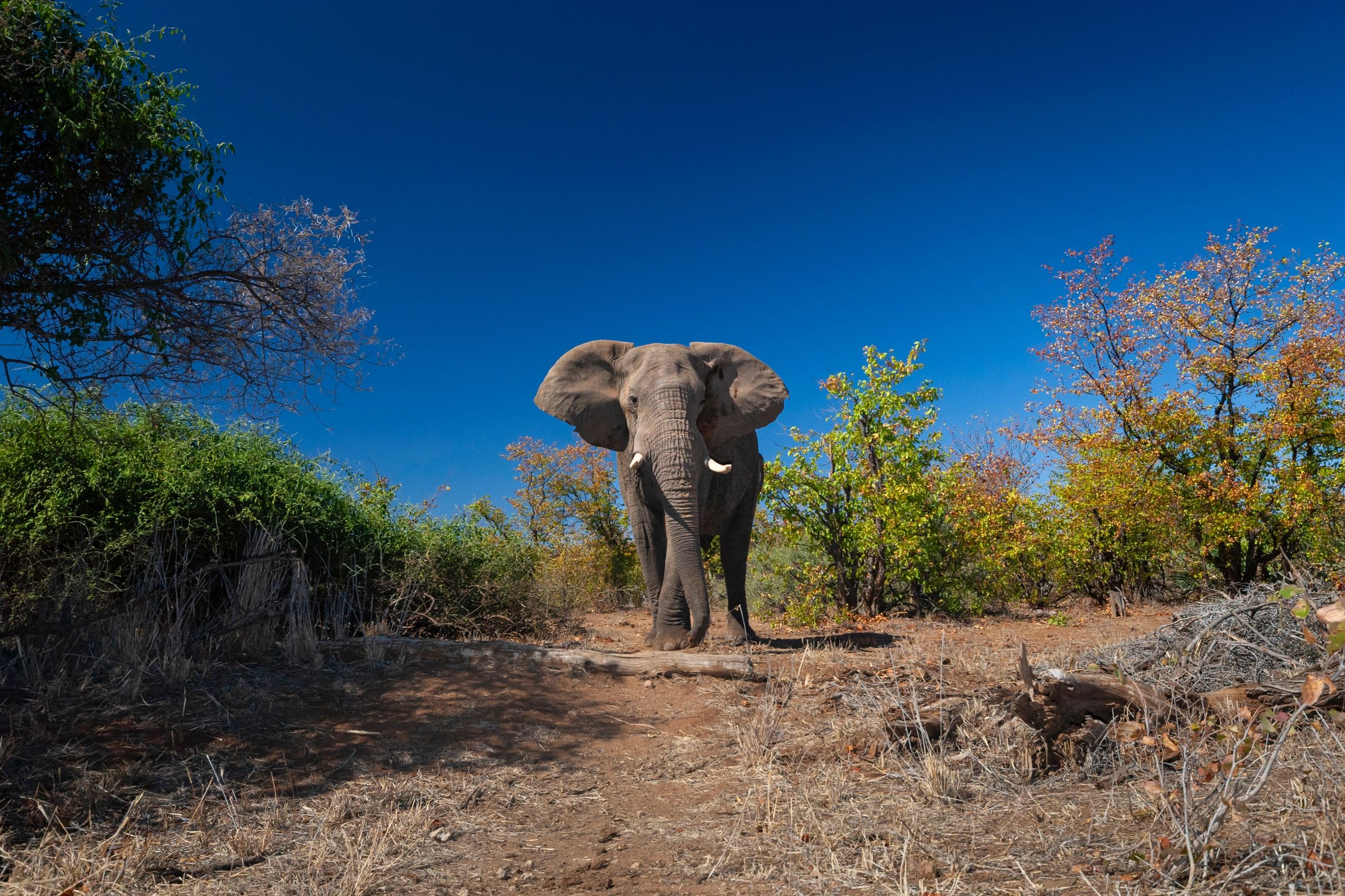 Elephant in safari landscape